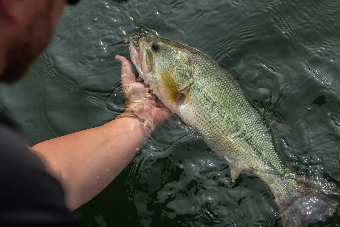 Photographing and releasing fish safely
