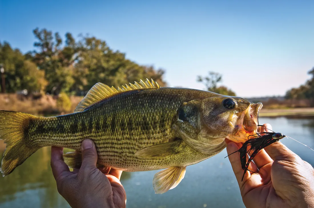 Guadalupe Bass