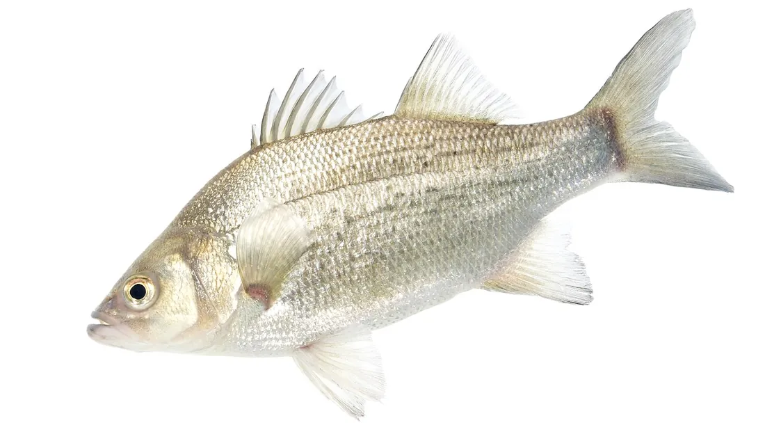White Bass